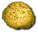 Sponge Sheepwool