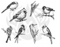 Silk Screen Birds