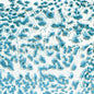 CR22 Speckled Teal Crawl Pint