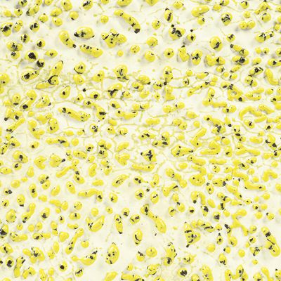 CR61 Speckled Yellow Crawl Pint