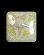 MS229 Sea Grass Pint