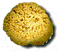 Sponge Sheepwool