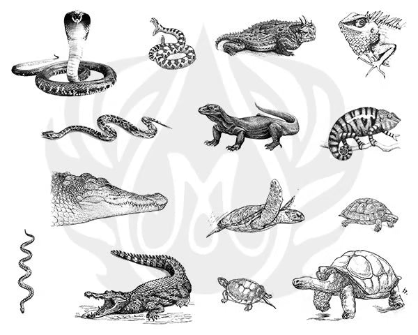 Silkscreen Reptiles